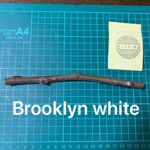 Brooklyn white穂木　 イチジク穂木 いちじく穂木