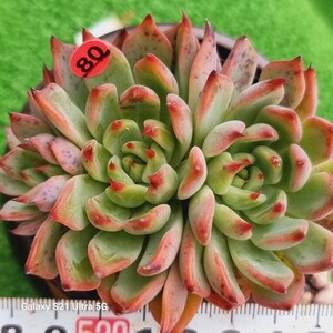 1202発送-R080 コタロウ エケベリア 多肉植物 韓国苗