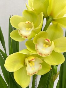 9786 「蘭」シンビジウム スタイリッシュフラワー メロンパンナ 鉢植え【美株・Cymbidium 