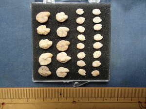 〇化石標本 ソコダラとハダカイワシの耳石