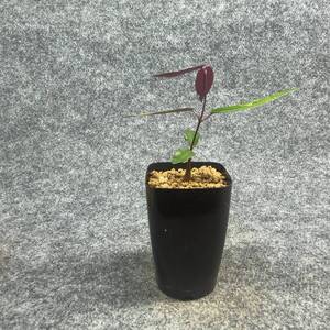 【鉢ごと発送】ペトペンチア ナタレンシス / Petopentia natalensis /【実生】/ 2号鉢 / 【現品】24-7-23-28