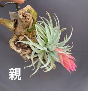 Grex sibling of Tillandsia 