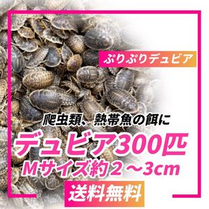 ☆送料無料☆デュビアMサイズ（2〜3cm）300匹＋死着補償10%以上　爬虫類、両生類、熱帯魚のエサに☆