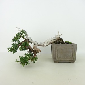 盆栽 真柏 樹高 上下 約15cm しんぱく 高級盆栽 Juniperus chinensis シンパク “ジン シャリ” ヒノキ科 常緑樹 観賞用 小品 現品