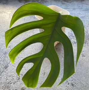 Monstera deliciosa var sierrana (Sierra de juarez Oaxaca MX)TK202009 モンステラシエラナ