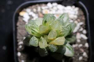 オブツーサ錦　糊斑　Haworthia　ハオルチア