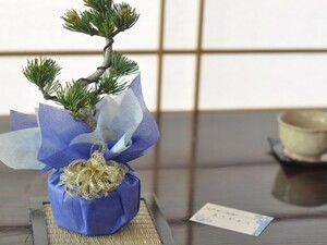 バレンタインの盆栽　気軽にはじめられるお手頃な松盆栽 盆栽 ミニ盆栽 鉢植