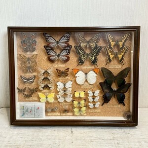 蝶 蝶々17種 標本 国産標本 カラスアゲハ アサギマダラ スジボソヤマチョウ 死虫 採集 壁掛け