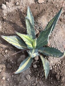 Agave scabra スカブラ　ショートリーフ錦　極上縞斑