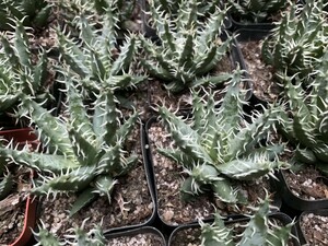 エリナケア Aloe erinacea 稀少アロエ 十株