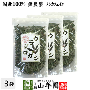 健康茶 国産100% ウラジロガシ茶 100g×3袋セット 宮崎県産 ノンカフェイン 無農薬 送料無料