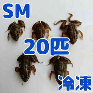 【国産】冷凍カエル 餌 SM 20匹 胴長2.5~3cm ヌマガエル ヘビ用 蛇 @95円