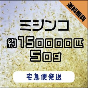 【送料無料】ミジンコ約150000匹　50g