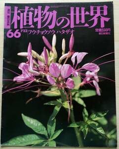 ＜フランス本＞　送料無料　［同梱割引あり］週刊朝日百科　植物の世界　６６　フウチョウソウ　ハタザオ　イワナズナ１９９５年７／２３