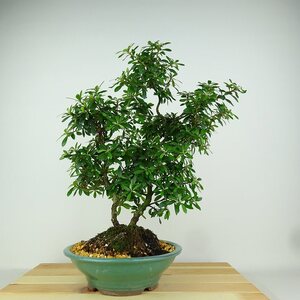 盆栽 皐月 晃明 樹高 約34cm さつき Rhododendron indicum サツキ ツツジ科 常緑樹 観賞用 現品