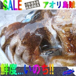 烏賊の王様「活アオリ 20-30尾入り4kg」烏賊の王様!! お刺身用境港産