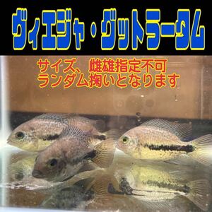 ヴィエジャ・グットラータム　6〜7cm程　雌雄、サイズ指定不可　ランダム掬い　アメリカンシクリッド　30cmオーバーの大型になります！