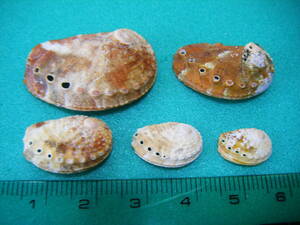 天然採取の貝殻　「ヒラアナゴガイ」　標本Ｓ１１　超美品