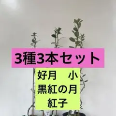 皐月盆栽　5種五本セット　45から55センチ