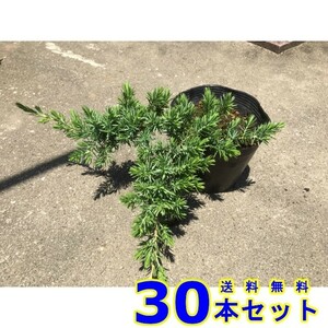 ブルーパシフィック (常緑樹　低木) 13.5ｐ 30本 グランドカバー　下草　雑草予防