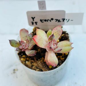 Y35 ピパフェアリー 多肉植物 韓国苗