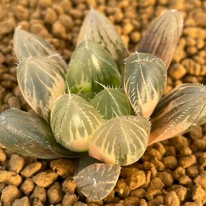 （≧∇≦）多肉植物 ハオルチア 巨大赤斑レンズオブツーサ錦　極上斑　長期間栽培した健苗です。集中出品　13