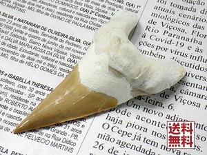 特大 サメの歯 化石 ６０ｍｍ 鮫の歯 corax Shark teeth fossilsモロッコ直輸入 送料無料 No.０２