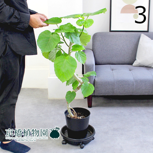 【現品】フィカス・ウンベラータ 曲がり 7号 黒鉢（3）Ficus umbellata