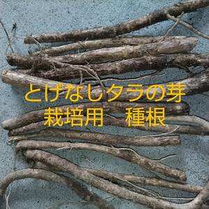 極太　種根５本　栽培用　とげなしタラの芽　　プランター栽培可能