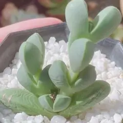 146 サービス品！　多肉植物　レーマニー♡