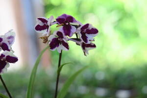 無菌培養球 　♀紫一兜　×　♂華美系咲き分け　10球　　　ウチョウラン　　（イワチドリ　山野草）