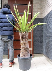 【現品】ユッカ・ファクソニアーナ yucca faxoniana　12号相当　M98番