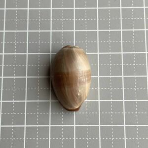 タカラガイ　宝貝　貝殻　シェル　ビーチコーミング　貝殻標本　標本　シェル　貝　かいがら　shell