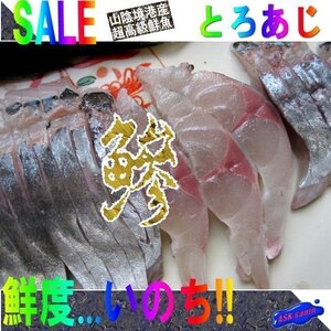 ★脂の乗りNo1.「トロあじ８尾前後で2.5kg」-活冷凍-山陰境港産、生食用