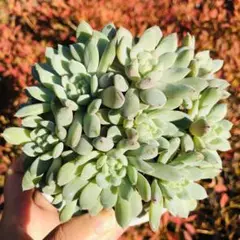 小藍衣　新品種　大群生　発根済み　エケベリア　多肉植物　韓国苗