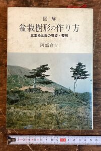 XX-247■送料込■盆栽樹形の作り方 五葉松盆栽の整姿・整形 図解 盆栽 五葉松 三友社 阿部倉吉 古本 和本 印刷物 /くNKら