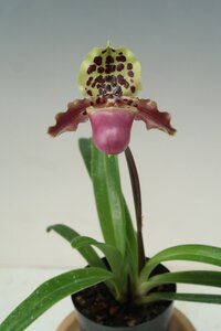 洋蘭 原種 パフィオ TA11859 TB19-88 Paph. henryanum x sib (