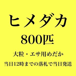 【新潟養魚場】 高評価　ヒメダカ　800匹　エサ用めだか　めだか卸　業務用特価　即日発送