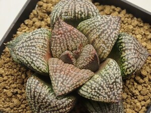 ■[Y054]海ほたるF2×海ほたるF1　実生　未繁殖【多肉植物　Haworthia　ハオルチア　ハオルシア】