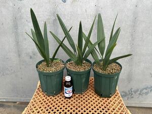 サバルヤシ 3苗セットSabal palmetto サバル パルメット　検）ココスヤシ ブラヘアアルマータ カナリーヤシ ワシントンヤシ オニサバル