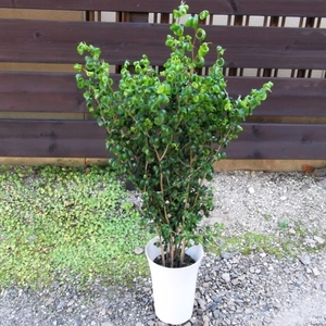 現物出品【フィカス・ベンジャミン・バロック＊Ficus benjamina barok】７号　