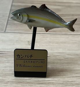 ◆タカラトミー 原色海水魚図鑑 フィギュア お魚 スズキ目 アジ科 魚 中古 海水魚