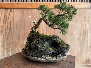 糸魚川真柏盆栽　石付盆栽　葉性抜群！時代抜群！展示会！高さ約30cm！