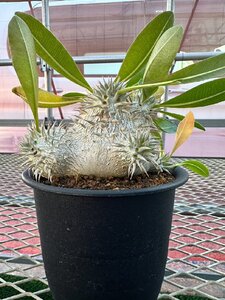 パキポディウム エニグマチカム【26】 Pachypodium enigmaticum 実生 塊根 コーデックス 多肉植物●国分グリーンファーム