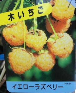 イエロー ラズベリー 木苺 苗木