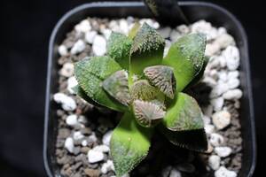 毛蟹　Haworthia　ハオルチア　管理319