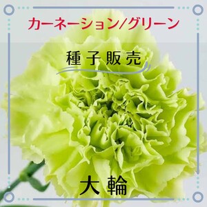 追跡番号付【種子販売】カーネーション/大輪グリーン*種子20粒