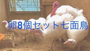 送料無料　8個まとめて　白七面鳥　シチメンチョウ　食用卵　ターキー　七面鳥　有精卵　ホワイト　ワイルド　ターキー