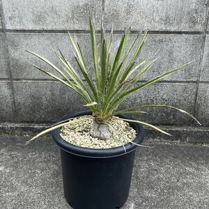 ユッカ ポトシナ Yucca potosina