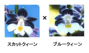 ☆グリーンスマイル☆　エビネ　「スカットクイーン×ブルークィン」　未開花成苗　（検　えびね、寒蘭、山野草）